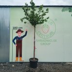 Hrab obyčajný (Carpinus betulus) - výška 380-400 cm, obvod kmeňa 6/8 cm, kont. C35L/44L